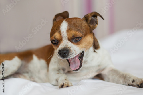 Fototapeta Naklejka Na Ścianę i Meble -  Small dog looking at camera and yawning lying on the bed. 
