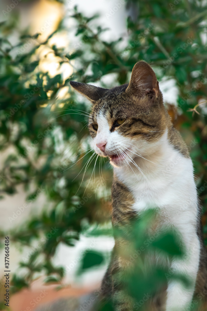 Portrait of a cat in dark greenery, a beautiful animal with a serious expression Portrait of a cat in dark greenery, a beautiful animal with a serious expression