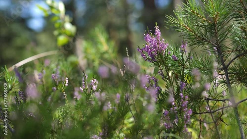 Heather Flowers in Wild Pine Forest in Slow Motion