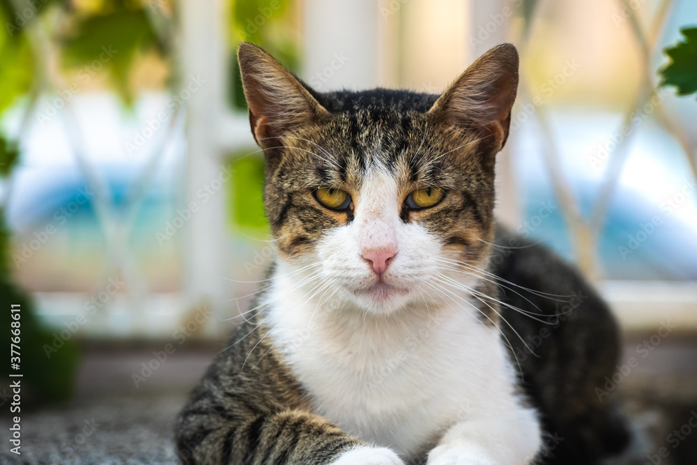 A cat sits on a stone fence and rests in a resort town, homeless animals of europe, portrait A cat sits on a stone fence and rests in a resort town, homeless animals of europe, portrait