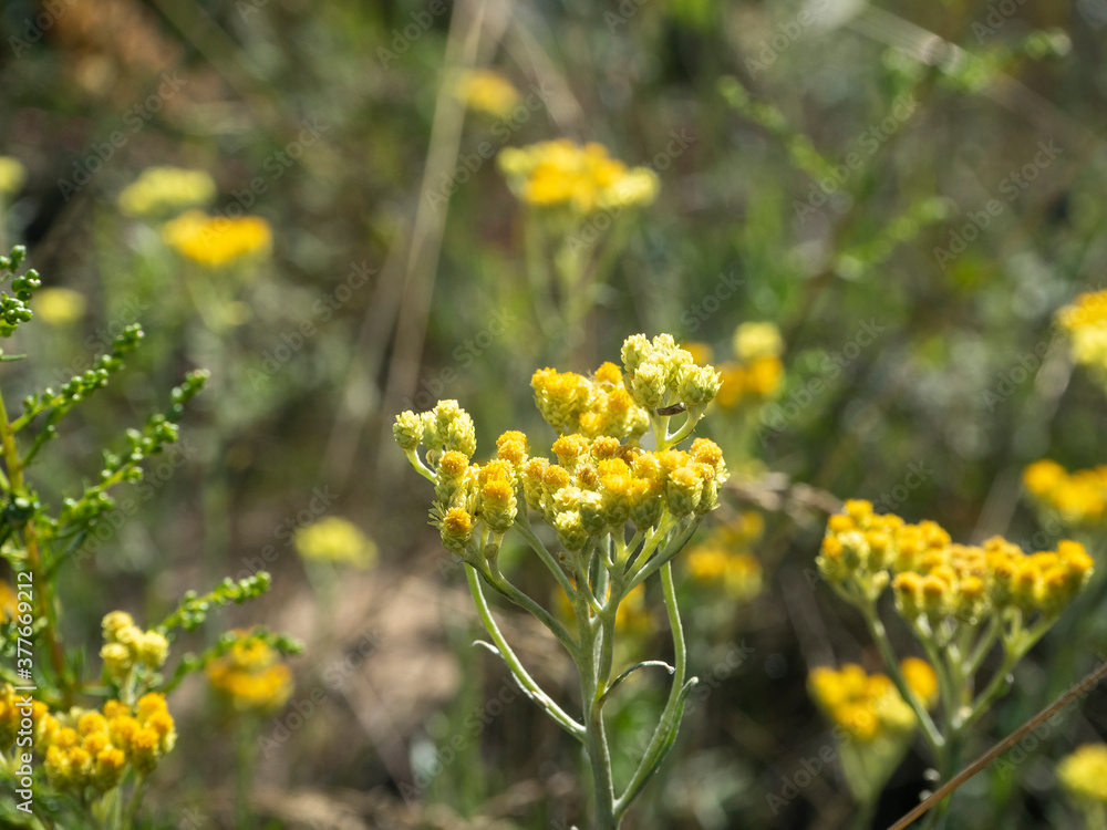 Obraz premium common tansy yellow field flower. Selective focus, blurred background