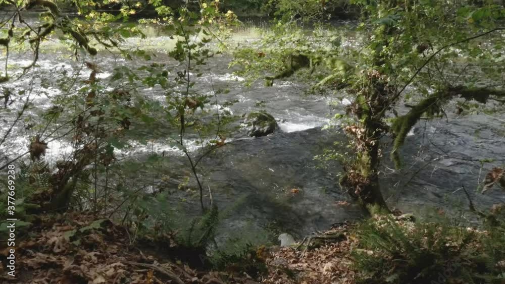 pacific northwest river rushing by mossy woods pacific northwest river rushing by mossy woods