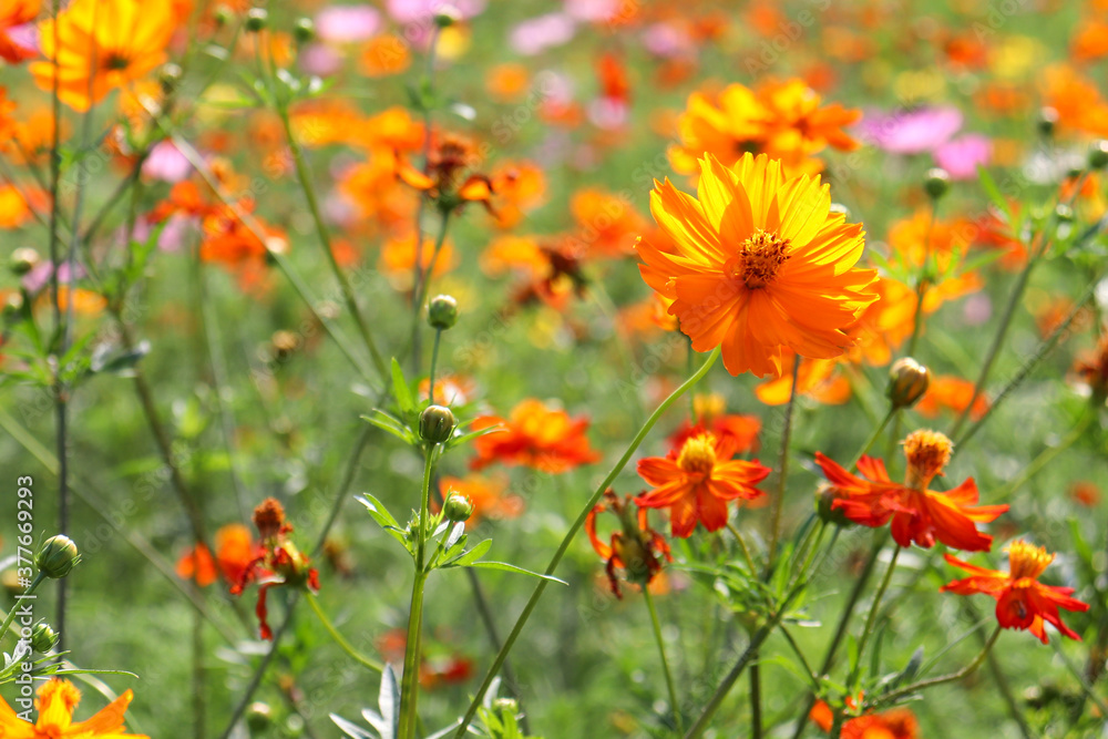 花 コスモス オレンジ 花畑 花 コスモス オレンジ 花畑