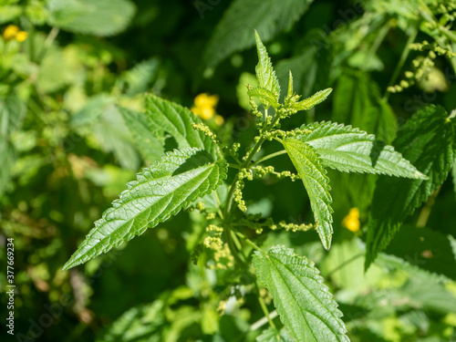 Fresh nettle leaves. The concept of alternative medicine. A bright green plant that is used in food and medicine