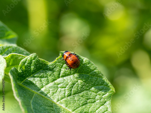 the larva of the Colorado potato beetle on a green potato leaf in summer on a Sunny day. Insect pests