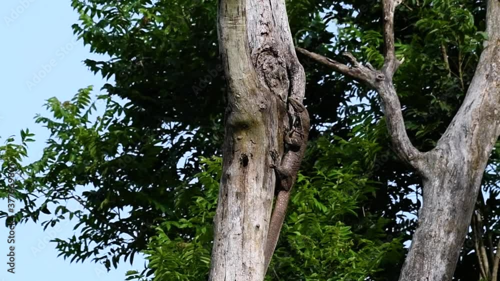 The Clouded Monitor Lizard is found in Thailand and other countries in Asia; a tree climber taking advantage of a deep cavity in a tree as its own nest, then it sticks its head out looking around. The Clouded Monitor Lizard is found in Thailand and other countries in Asia; a tree climber taking advantage of a deep cavity in a tree as its own nest, then it sticks its head out looking around.