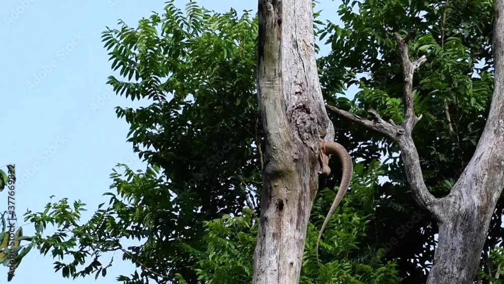 The Clouded Monitor Lizard is found in Thailand and other countries in Asia; a tree climber taking advantage of a deep cavity in a tree as its own nest, then it sticks its head out looking around. The Clouded Monitor Lizard is found in Thailand and other countries in Asia; a tree climber taking advantage of a deep cavity in a tree as its own nest, then it sticks its head out looking around.