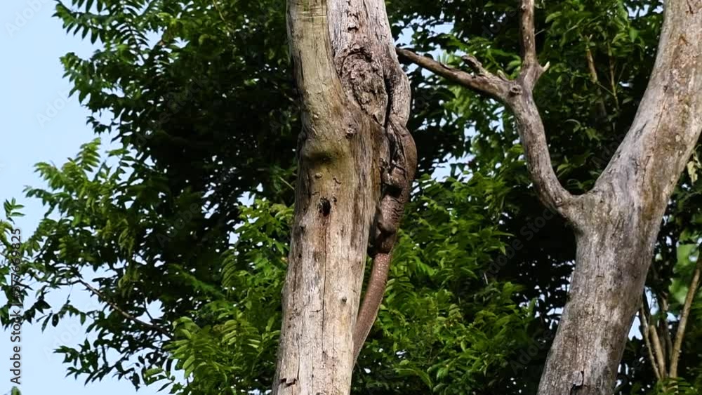 The Clouded Monitor Lizard is found in Thailand and other countries in Asia; a tree climber taking advantage of a deep cavity in a tree as its own nest, then it sticks its head out looking around. The Clouded Monitor Lizard is found in Thailand and other countries in Asia; a tree climber taking advantage of a deep cavity in a tree as its own nest, then it sticks its head out looking around.
