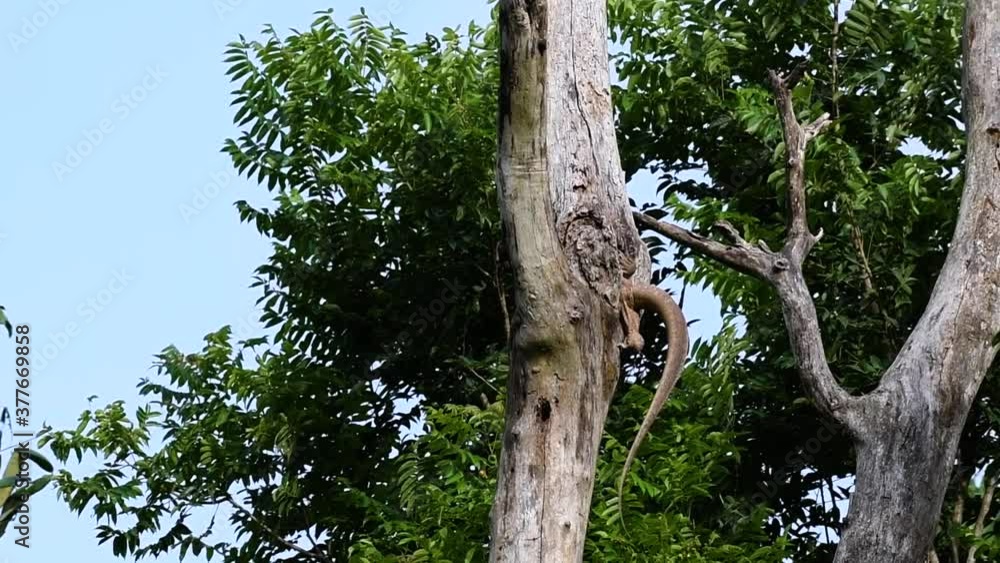 The Clouded Monitor Lizard is found in Thailand and other countries in Asia; a tree climber taking advantage of a deep cavity in a tree as its own nest, then it sticks its head out looking around. The Clouded Monitor Lizard is found in Thailand and other countries in Asia; a tree climber taking advantage of a deep cavity in a tree as its own nest, then it sticks its head out looking around.