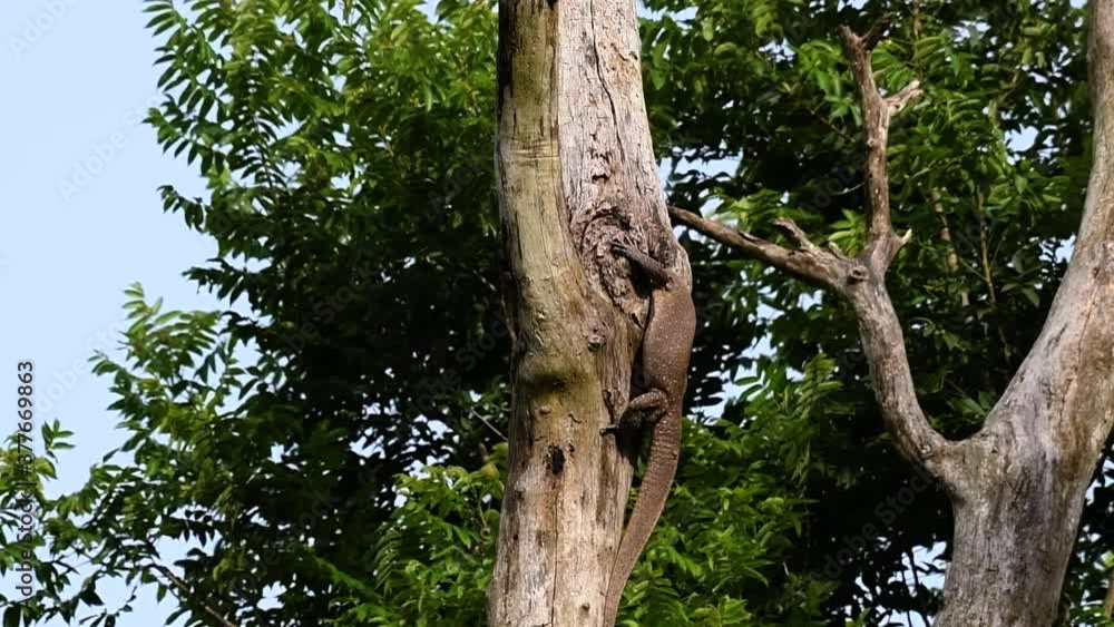 The Clouded Monitor Lizard is found in Thailand and other countries in Asia; a tree climber taking advantage of a deep cavity in a tree as its own nest, then it sticks its head out looking around. The Clouded Monitor Lizard is found in Thailand and other countries in Asia; a tree climber taking advantage of a deep cavity in a tree as its own nest, then it sticks its head out looking around.