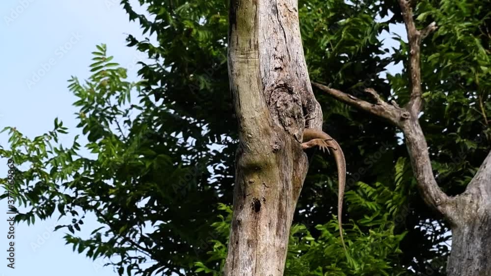 The Clouded Monitor Lizard is found in Thailand and other countries in Asia; a tree climber taking advantage of a deep cavity in a tree as its own nest, then it sticks its head out looking around. The Clouded Monitor Lizard is found in Thailand and other countries in Asia; a tree climber taking advantage of a deep cavity in a tree as its own nest, then it sticks its head out looking around.