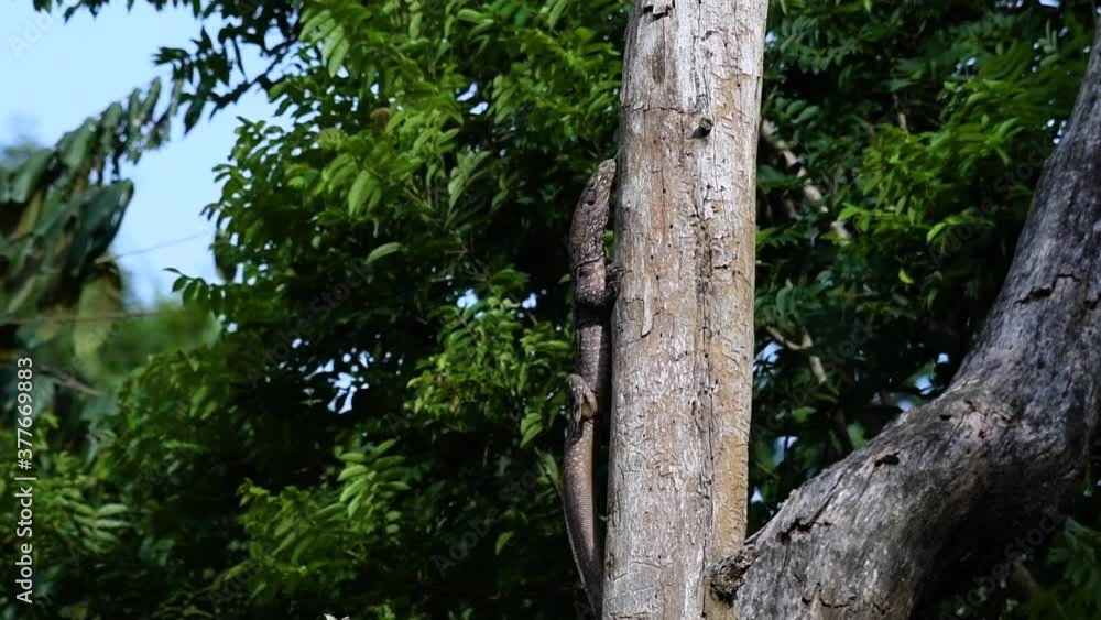 The Clouded Monitor Lizard is found in Thailand and other countries in Asia; a tree climber taking advantage of a deep cavity in a tree as its own nest, then it sticks its head out looking around. The Clouded Monitor Lizard is found in Thailand and other countries in Asia; a tree climber taking advantage of a deep cavity in a tree as its own nest, then it sticks its head out looking around.