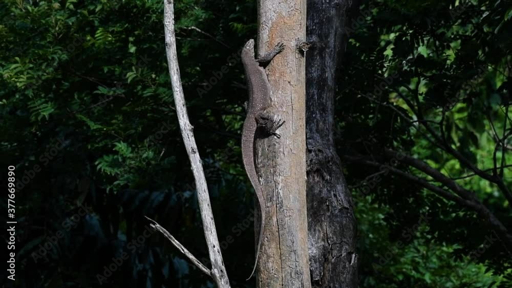 The Clouded Monitor Lizard is found in Thailand and other countries in Asia; a tree climber taking advantage of a deep cavity in a tree as its own nest, then it sticks its head out looking around. The Clouded Monitor Lizard is found in Thailand and other countries in Asia; a tree climber taking advantage of a deep cavity in a tree as its own nest, then it sticks its head out looking around.