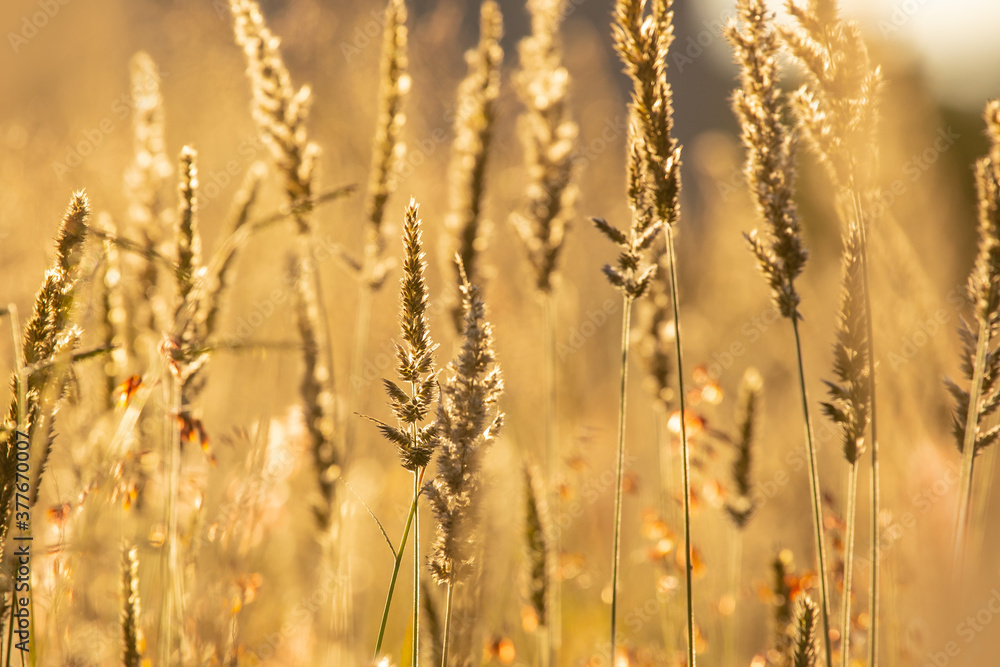 Obraz premium Grassland Background