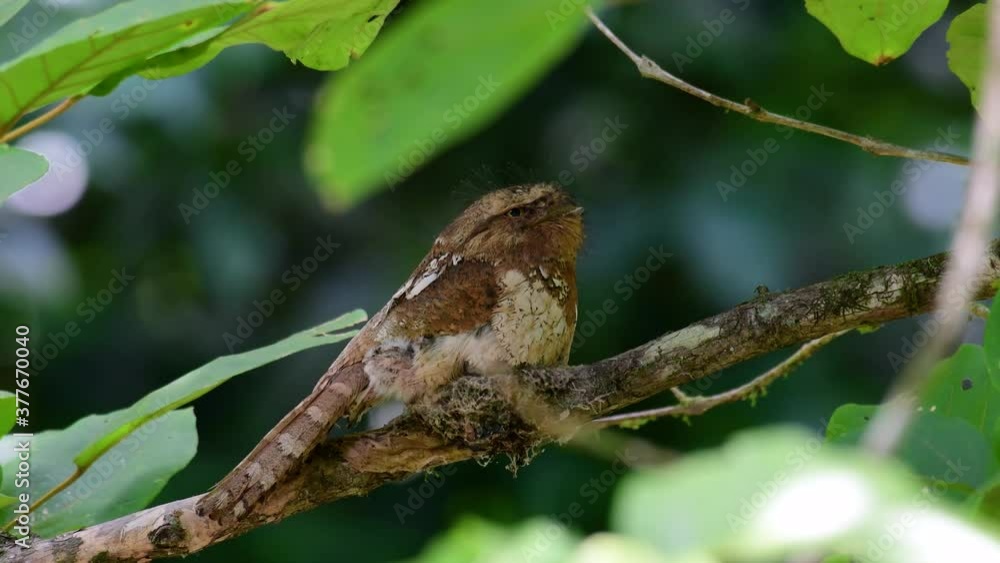 The Javan Frogmouth or Horsfield's Frogmouth is found in Thailand and other Asian countries; its habitat is the subtropical or tropical moist lowlands and it’s famous for its frog-like mouth. The Javan Frogmouth or Horsfield's Frogmouth is found in Thailand and other Asian countries; its habitat is the subtropical or tropical moist lowlands and it’s famous for its frog-like mouth.