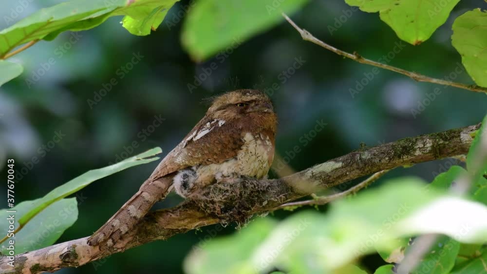 The Javan Frogmouth or Horsfield's Frogmouth is found in Thailand and other Asian countries; its habitat is the subtropical or tropical moist lowlands and it’s famous for its frog-like mouth. The Javan Frogmouth or Horsfield's Frogmouth is found in Thailand and other Asian countries; its habitat is the subtropical or tropical moist lowlands and it’s famous for its frog-like mouth.