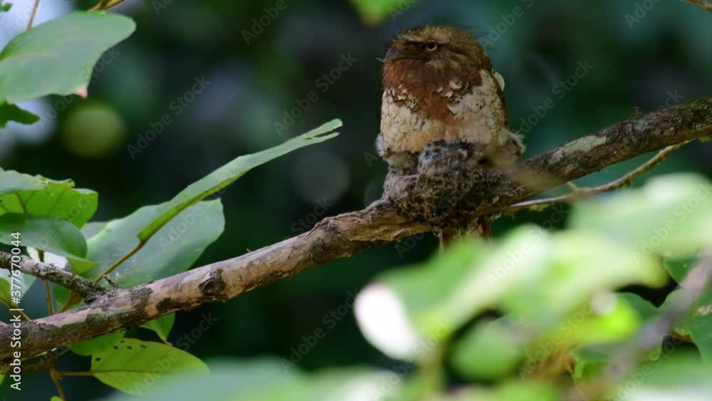 The Javan Frogmouth or Horsfield's Frogmouth is found in Thailand and other Asian countries; its habitat is the subtropical or tropical moist lowlands and it’s famous for its frog-like mouth. The Javan Frogmouth or Horsfield's Frogmouth is found in Thailand and other Asian countries; its habitat is the subtropical or tropical moist lowlands and it’s famous for its frog-like mouth.