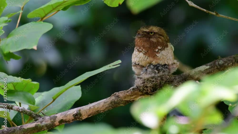 The Javan Frogmouth or Horsfield's Frogmouth is found in Thailand and other Asian countries; its habitat is the subtropical or tropical moist lowlands and it’s famous for its frog-like mouth. The Javan Frogmouth or Horsfield's Frogmouth is found in Thailand and other Asian countries; its habitat is the subtropical or tropical moist lowlands and it’s famous for its frog-like mouth.
