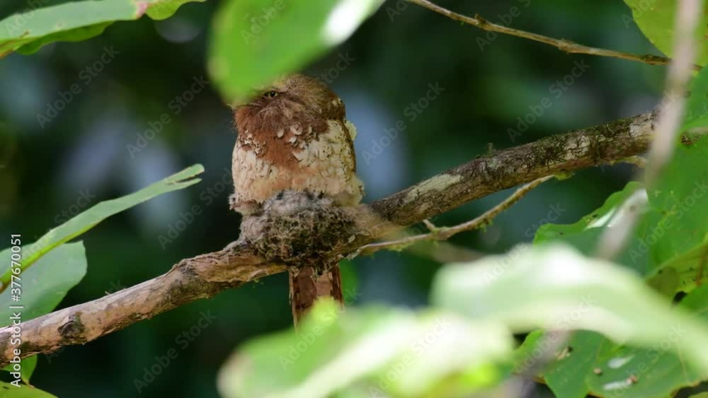The Javan Frogmouth or Horsfield's Frogmouth is found in Thailand and other Asian countries; its habitat is the subtropical or tropical moist lowlands and it’s famous for its frog-like mouth. The Javan Frogmouth or Horsfield's Frogmouth is found in Thailand and other Asian countries; its habitat is the subtropical or tropical moist lowlands and it’s famous for its frog-like mouth.