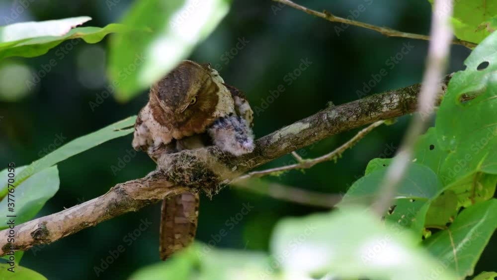 The Javan Frogmouth or Horsfield's Frogmouth is found in Thailand and other Asian countries; its habitat is the subtropical or tropical moist lowlands and it’s famous for its frog-like mouth. The Javan Frogmouth or Horsfield's Frogmouth is found in Thailand and other Asian countries; its habitat is the subtropical or tropical moist lowlands and it’s famous for its frog-like mouth.