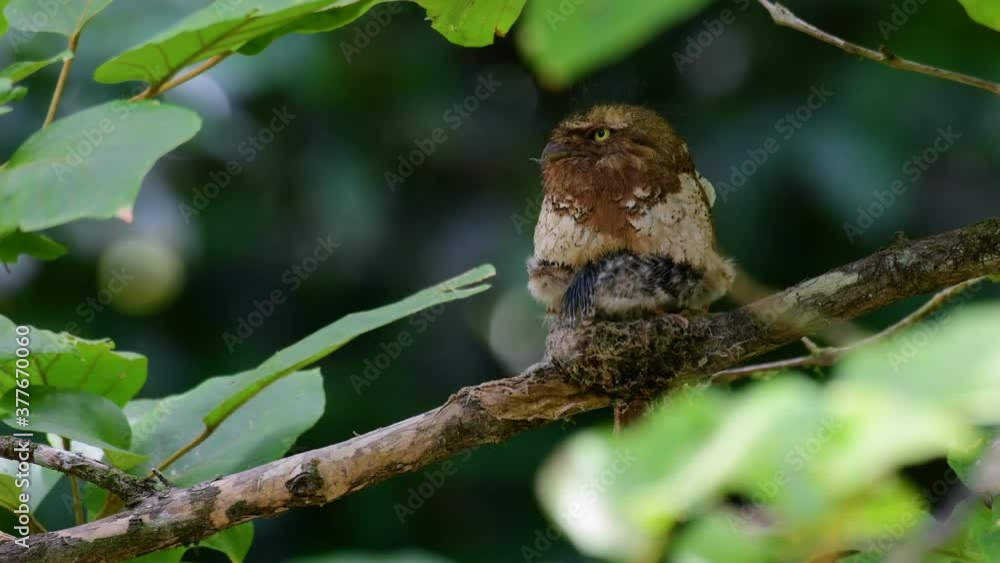 The Javan Frogmouth or Horsfield's Frogmouth is found in Thailand and other Asian countries; its habitat is the subtropical or tropical moist lowlands and it’s famous for its frog-like mouth. The Javan Frogmouth or Horsfield's Frogmouth is found in Thailand and other Asian countries; its habitat is the subtropical or tropical moist lowlands and it’s famous for its frog-like mouth.
