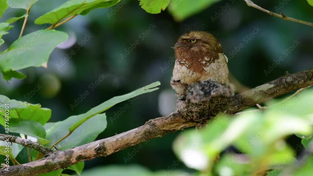 The Javan Frogmouth or Horsfield's Frogmouth is found in Thailand and other Asian countries; its habitat is the subtropical or tropical moist lowlands and it’s famous for its frog-like mouth. The Javan Frogmouth or Horsfield's Frogmouth is found in Thailand and other Asian countries; its habitat is the subtropical or tropical moist lowlands and it’s famous for its frog-like mouth.