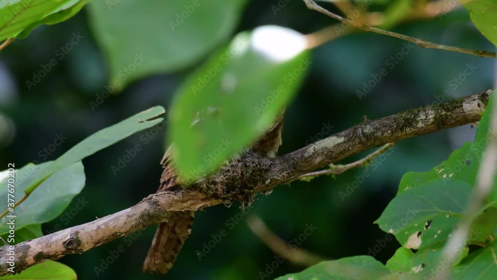 The Javan Frogmouth or Horsfield's Frogmouth is found in Thailand and other Asian countries; its habitat is the subtropical or tropical moist lowlands and it’s famous for its frog-like mouth.