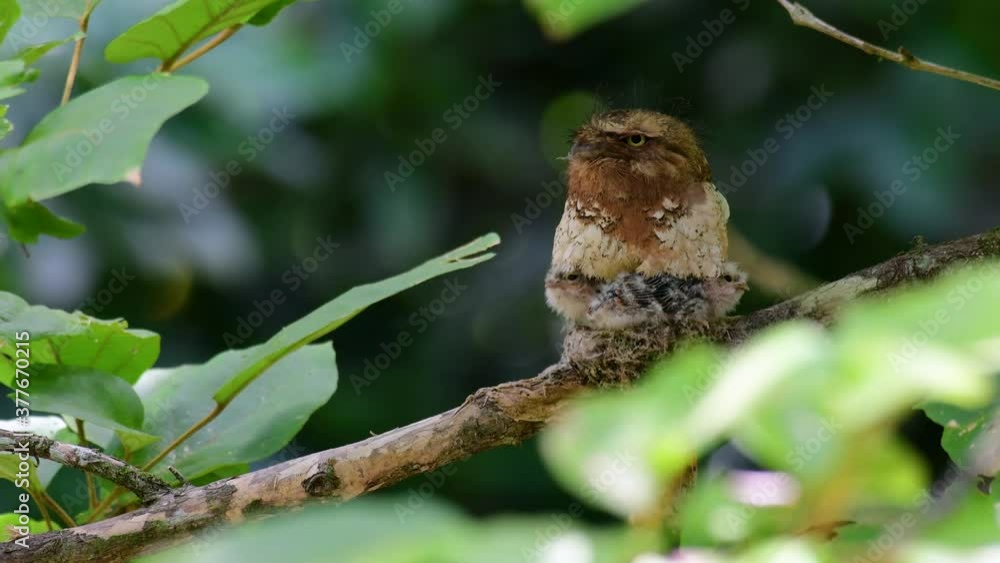 The Javan Frogmouth or Horsfield's Frogmouth is found in Thailand and other Asian countries; its habitat is the subtropical or tropical moist lowlands and it’s famous for its frog-like mouth. The Javan Frogmouth or Horsfield's Frogmouth is found in Thailand and other Asian countries; its habitat is the subtropical or tropical moist lowlands and it’s famous for its frog-like mouth.