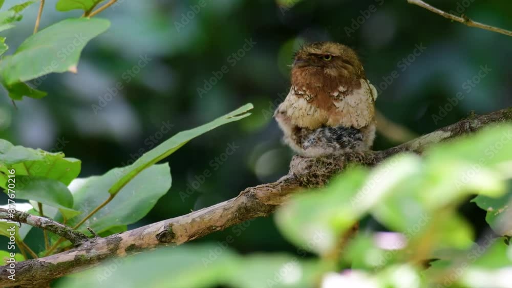 The Javan Frogmouth or Horsfield's Frogmouth is found in Thailand and other Asian countries; its habitat is the subtropical or tropical moist lowlands and it’s famous for its frog-like mouth. The Javan Frogmouth or Horsfield's Frogmouth is found in Thailand and other Asian countries; its habitat is the subtropical or tropical moist lowlands and it’s famous for its frog-like mouth.
