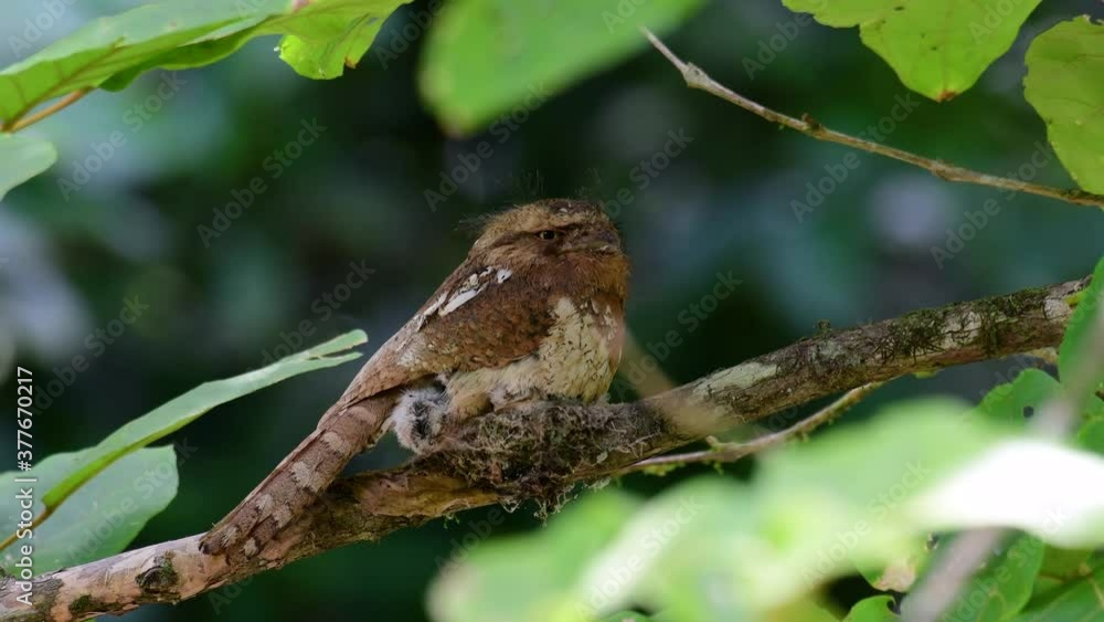 The Javan Frogmouth or Horsfield's Frogmouth is found in Thailand and other Asian countries; its habitat is the subtropical or tropical moist lowlands and it’s famous for its frog-like mouth. The Javan Frogmouth or Horsfield's Frogmouth is found in Thailand and other Asian countries; its habitat is the subtropical or tropical moist lowlands and it’s famous for its frog-like mouth.