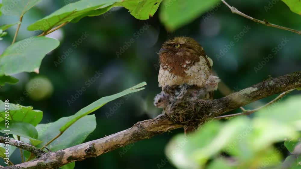 The Javan Frogmouth or Horsfield's Frogmouth is found in Thailand and other Asian countries; its habitat is the subtropical or tropical moist lowlands and it’s famous for its frog-like mouth. The Javan Frogmouth or Horsfield's Frogmouth is found in Thailand and other Asian countries; its habitat is the subtropical or tropical moist lowlands and it’s famous for its frog-like mouth.