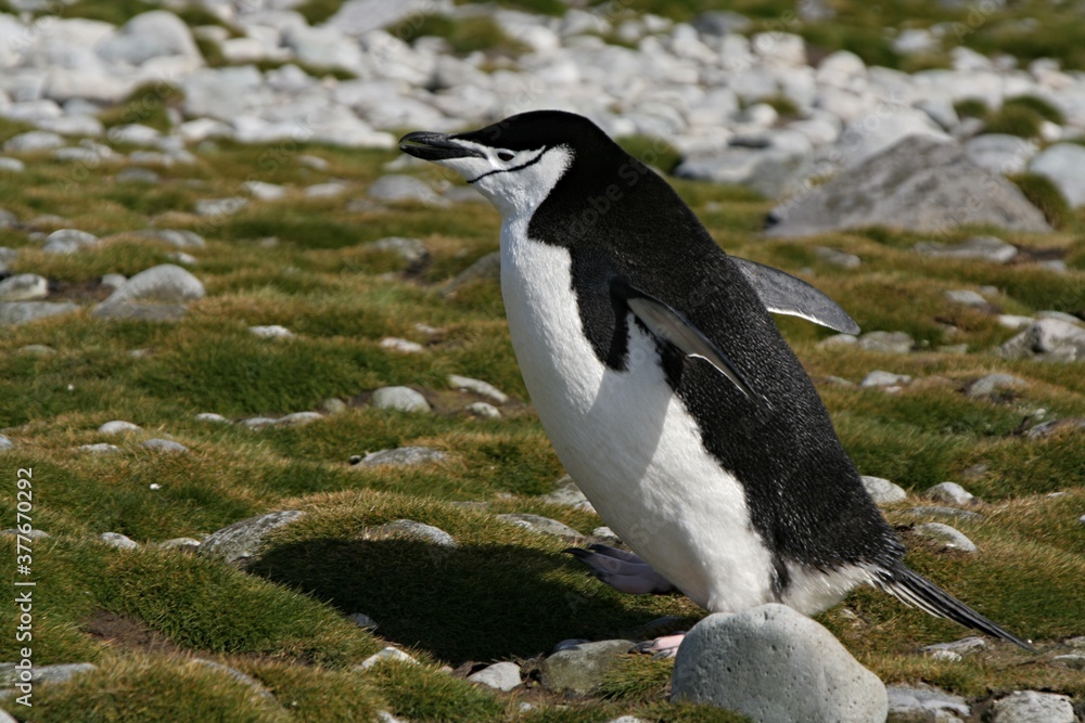 Fototapeta premium Chinstrap penquin / Pygoscelis antracticus / It is up to 68 centimeters tall, weighing about 4.5 kilograms. It is easy to recognize the narrow black stripe beneath the beak. Roberts island.Antarctica