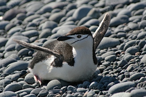 Fotografie Chinstrap penquin / Pygoscelis antracticus / It is up to 68 centimeters tall, weighing about 4