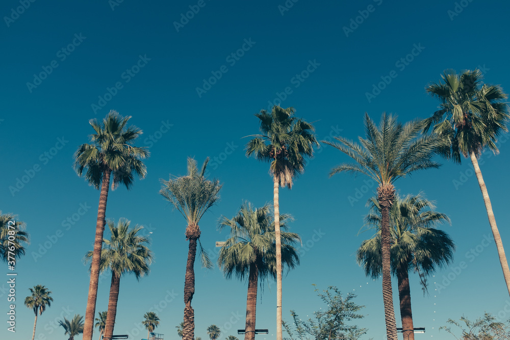 Fototapeta premium Palm Springs