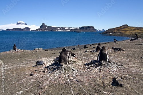 Colonies of Gentoo Penguin / Pygoscelis papua / on Aitcho island. During the Antarctic Summer, young penguins are thrown out of the eggs.South Shetland Islands.Antarctica photo