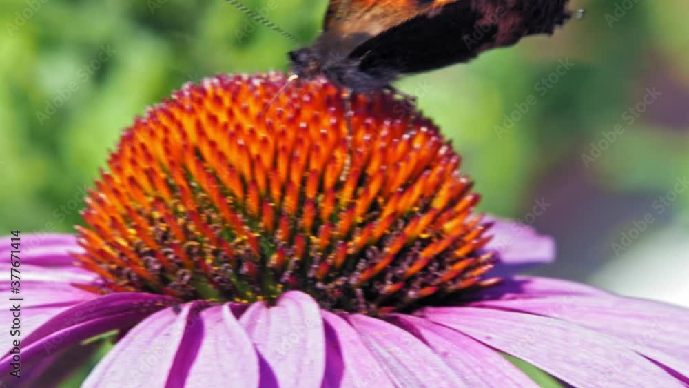 Extreme close up macro shot of orange Small tortoiseshell butterfly sitting on purple coneflower and collecting nectar; on green background. Extreme close up macro shot of orange Small tortoiseshell butterfly sitting on purple coneflower and collecting nectar; on green background.
