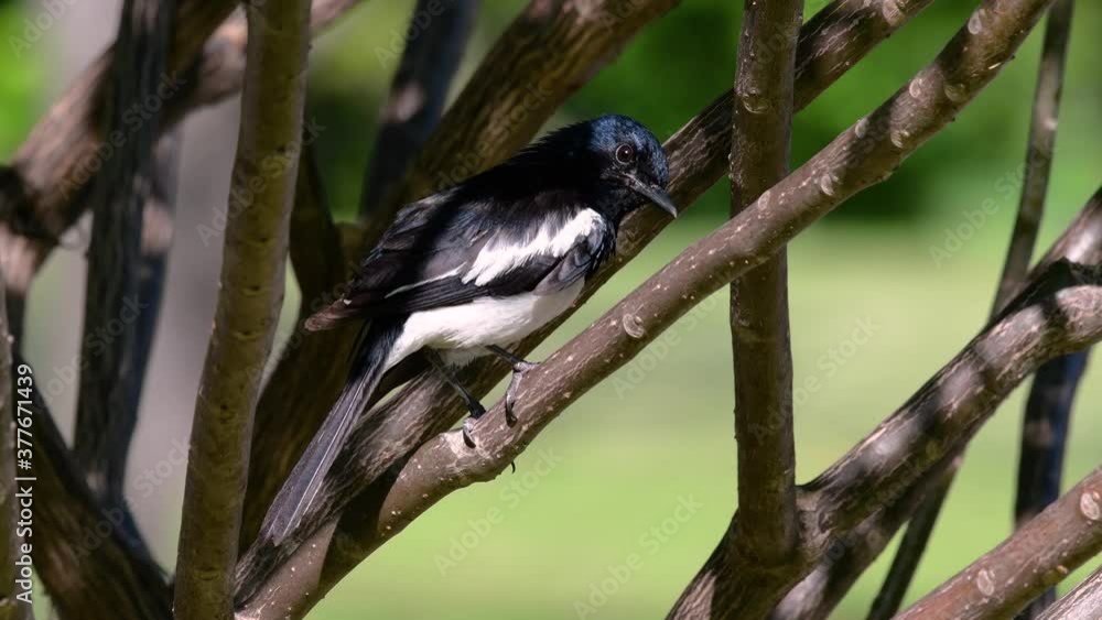 The Oriental magpie-robin is a very common passerine bird in Thailand in which it can be seen anywhere; it’s got a sweet whistling call and the songs are perfect audition pieces for a songbird. The Oriental magpie-robin is a very common passerine bird in Thailand in which it can be seen anywhere; it’s got a sweet whistling call and the songs are perfect audition pieces for a songbird.