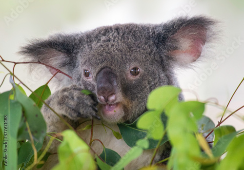 Fototapeta Naklejka Na Ścianę i Meble -  Koala eating eucaluptus leaves