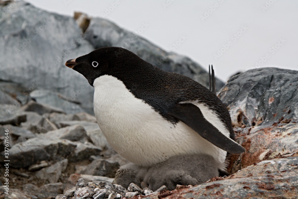 Fototapeta premium Nesting penguins Adeliae / Pygoscelis adeliae / with young penguins. Petermann island. The South Ocean. Antarctica.