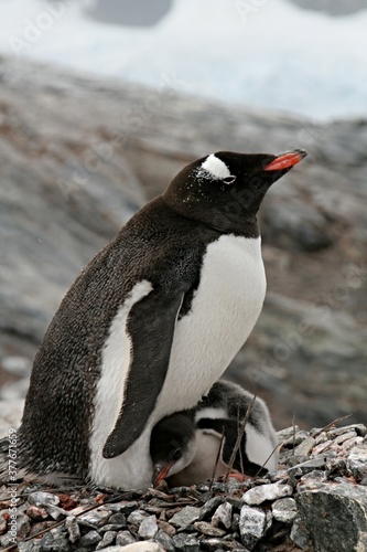 Gentoo Penguins gentoo   Pygoscelis papua   with young penguins. Petermann island. The South Ocean. Antarctica.