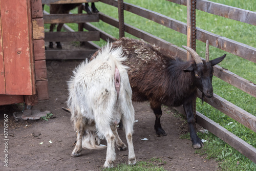 Horned goats walk in the aviary of the zoo.