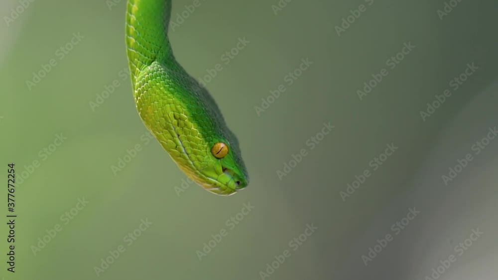 The White-lipped Pit Viper is a venomous pit viper endemic to Southeast Asia and is often found during the night waiting on a branch or limb of a tree near a body of water with plenty of food items. The White-lipped Pit Viper is a venomous pit viper endemic to Southeast Asia and is often found during the night waiting on a branch or limb of a tree near a body of water with plenty of food items.