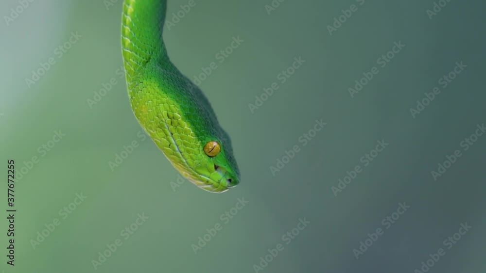 The White-lipped Pit Viper is a venomous pit viper endemic to Southeast Asia and is often found during the night waiting on a branch or limb of a tree near a body of water with plenty of food items. The White-lipped Pit Viper is a venomous pit viper endemic to Southeast Asia and is often found during the night waiting on a branch or limb of a tree near a body of water with plenty of food items.