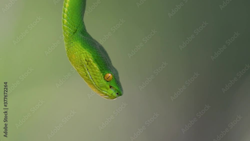 The White-lipped Pit Viper is a venomous pit viper endemic to Southeast Asia and is often found during the night waiting on a branch or limb of a tree near a body of water with plenty of food items. The White-lipped Pit Viper is a venomous pit viper endemic to Southeast Asia and is often found during the night waiting on a branch or limb of a tree near a body of water with plenty of food items.