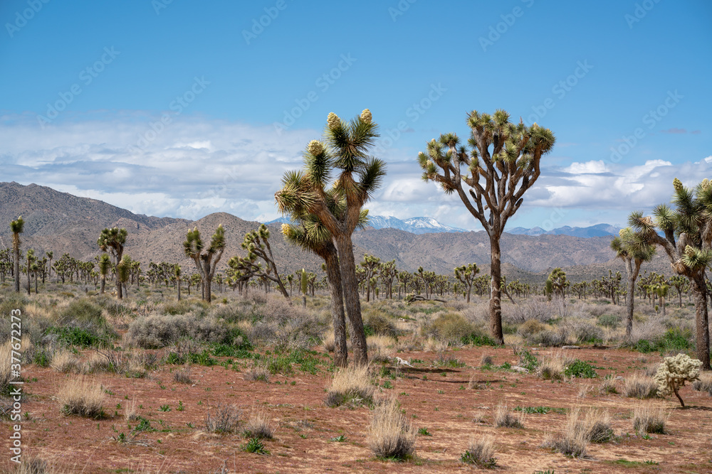 Joshua Tree