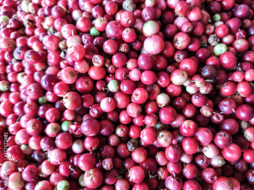 cranberry White mushroom collected in the forest with cranberries