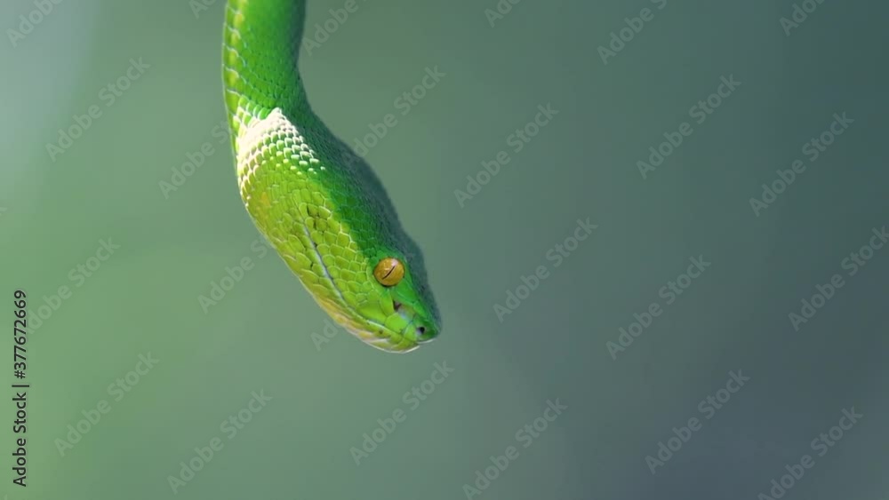 The White-lipped Pit Viper is a venomous pit viper endemic to Southeast Asia and is often found during the night waiting on a branch or limb of a tree near a body of water with plenty of food items. The White-lipped Pit Viper is a venomous pit viper endemic to Southeast Asia and is often found during the night waiting on a branch or limb of a tree near a body of water with plenty of food items.