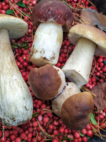 cranberry White mushroom collected in the forest with cranberries