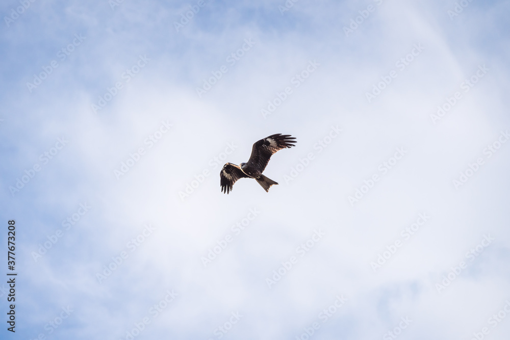 High flying falcon in the sky looking for food.