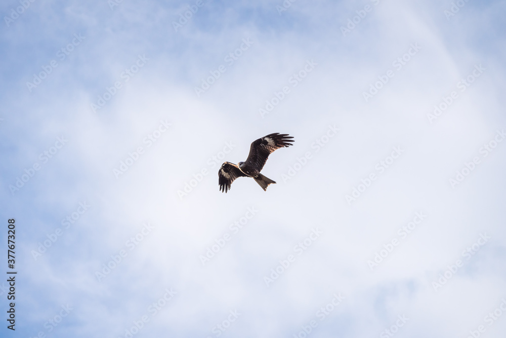 High flying falcon in the sky looking for food. High flying falcon in the sky looking for food.